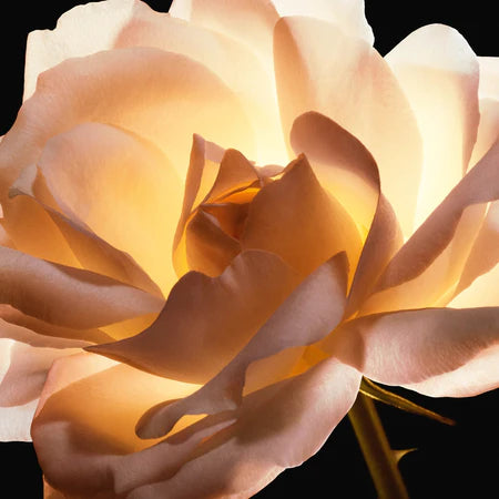 Dior Prestige La Micro Huile De Rose Advanced Serum 75ml